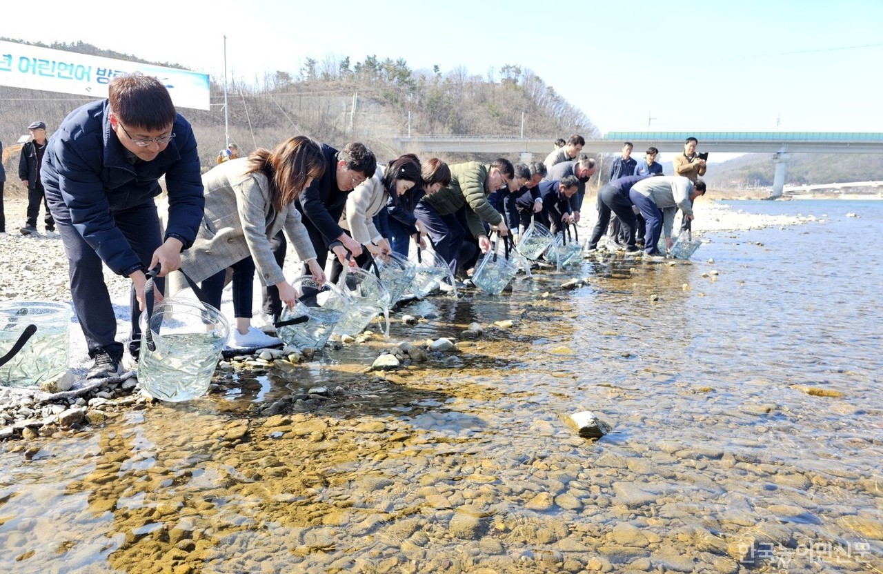 경북도 민물고기연구센터가 어린 연어 65만 마리를 방류했다.