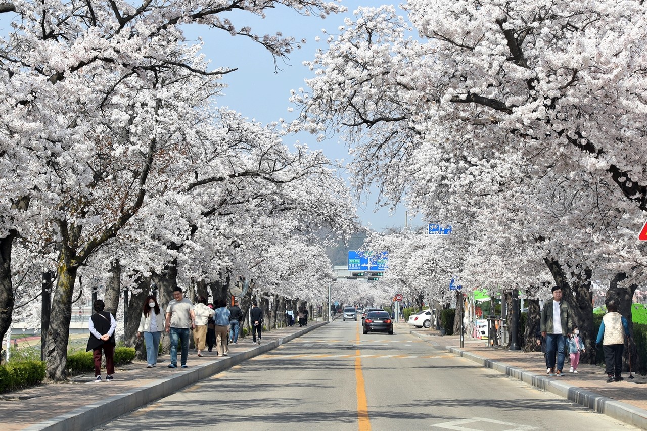 '2024 정읍 벚꽃축제'가 3월 28일부터 4월 1일까지 펼쳐진다.