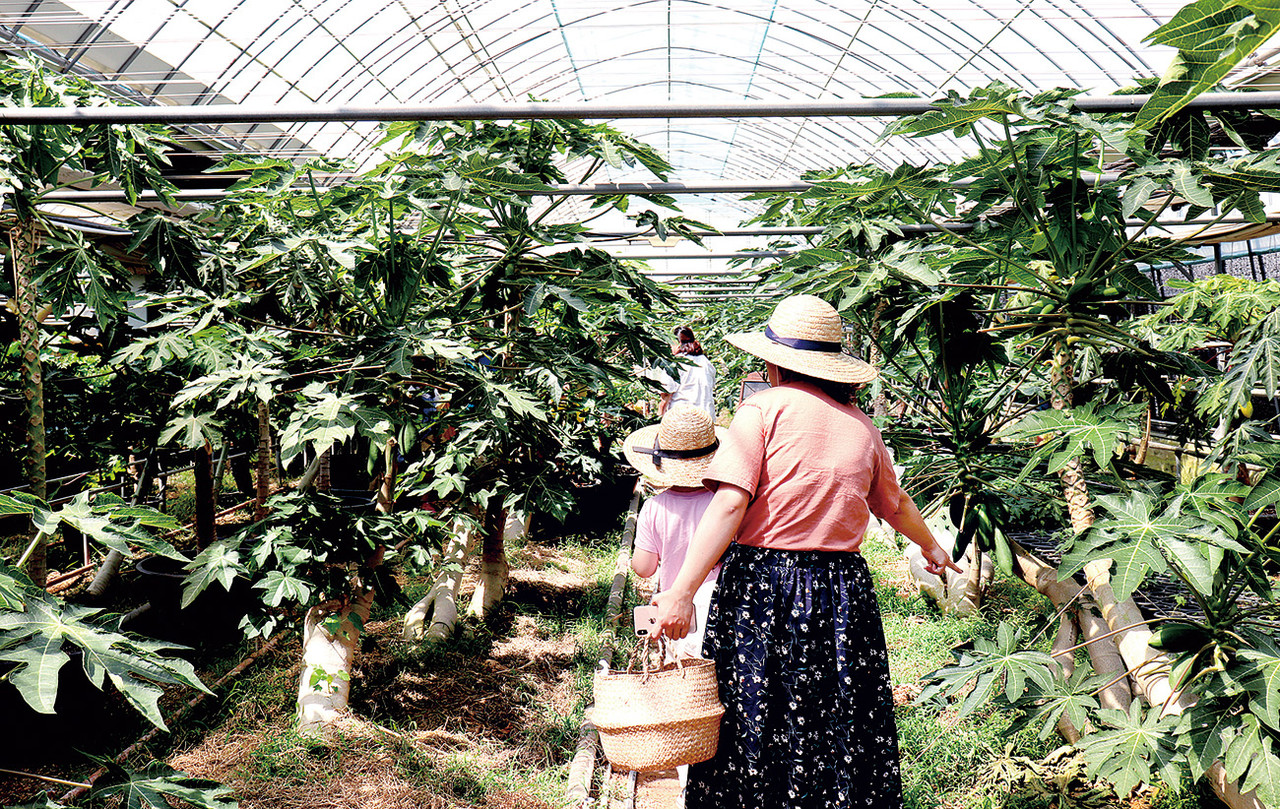 천안의 파파야 농장 ‘용정원’. 프루떼가 농가와 함께 만든 공간으로, 그린파파야가 있는 열대 식물원에서 여유있게 팜크닉을 즐길 수 있다.  