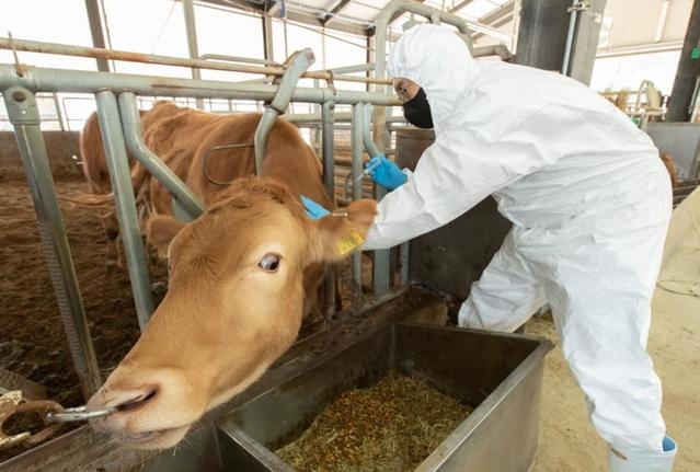 경기도는 소 등 우제류 농가를 대상으로  4월 한 달간 구제역과 럼피스킨 백신을 접종한다.