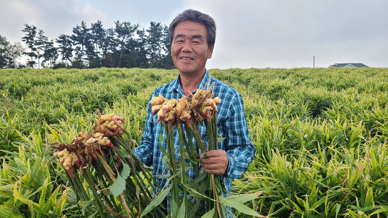 “생강 한 줄기에 최대 2kg이상 수확” “뿌리 활착 잘돼 고품질 생강 생산”
