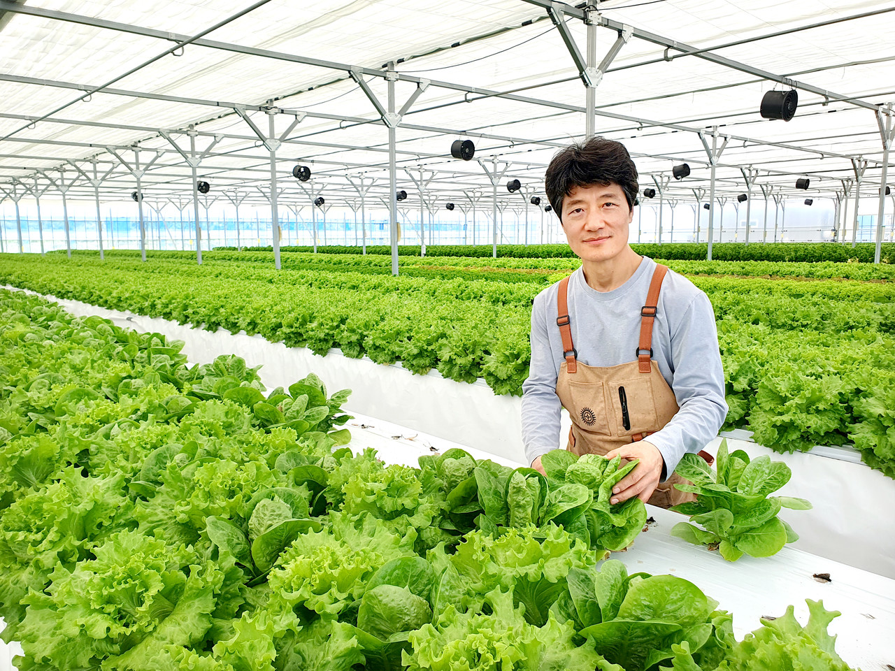 김관배 브리즈팜 대표는 준고랭지에서 위치한 스마트팜에서 유럽형 샐러드상추를 생산해 연중 일정한 가격에 온·오프라인 시장으로 유통하고 있다.  