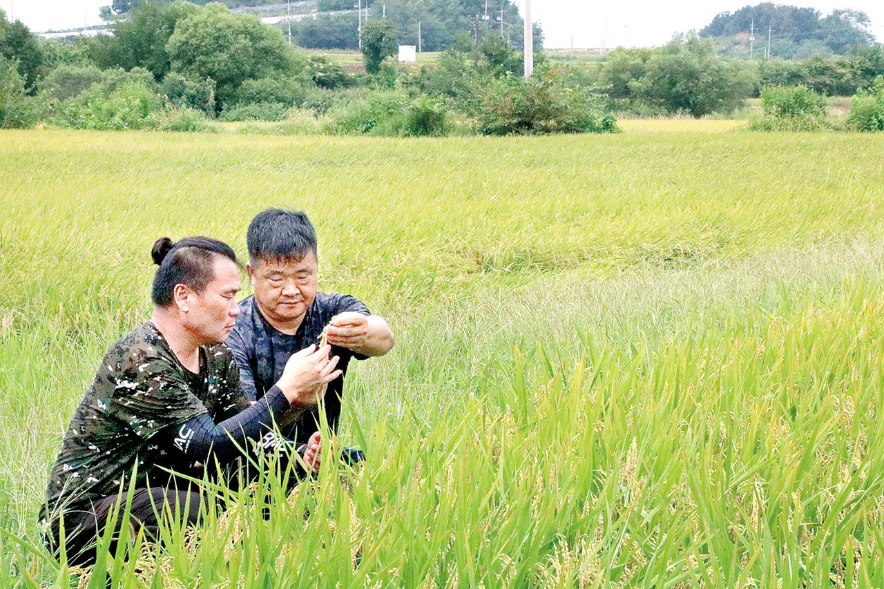 한재순 한농연철원군연합회장(사진 오른쪽)과 이종선 한농연철원군동송읍회 사무국장이 지난 8월 26일 벼 작황을 살펴보고 있다.