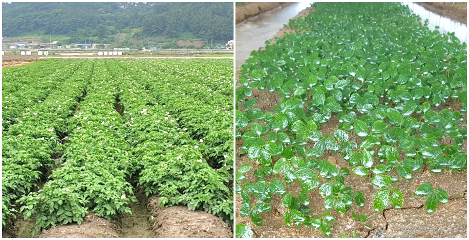 파워젤라 액상멀칭을 사용한 전북 김제시 감자 농가(왼쪽)와 충남 금산군 인삼 농가