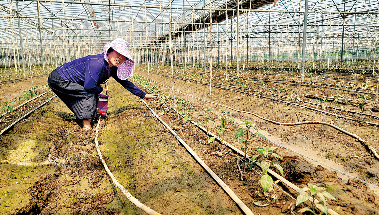 진주시 금산면 강선옥(69) 씨가 아직 ‘뻘밭’인 비닐하우스 안에서 이상폭우로 인한 침수피해로 치명타를 입어 진퇴양난의 늪에 빠진 진주 금산 시설고추 농가의 처지를 전하고 있다.