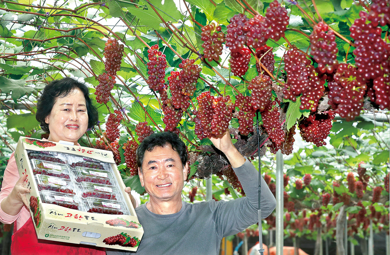 델라웨어 포도 본격 출하 < 사진뉴스 < 기사본문 - 한국농어민신문