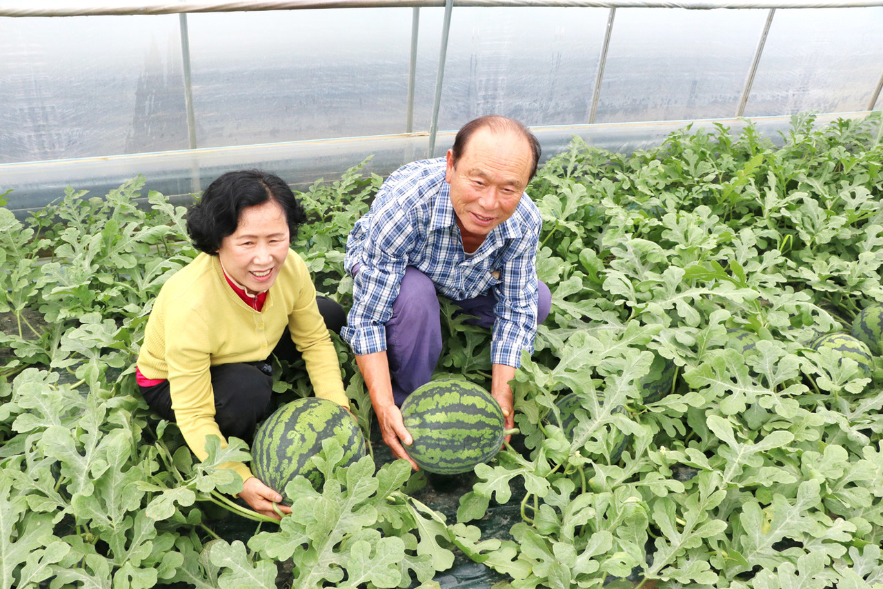 충남 논산에서 수박을 재배 중인 김행림 씨(사진 왼쪽)와 남편 이경희 씨. 수확 전 한창 몸집을 키우고 있는 수박을 보여줬다.