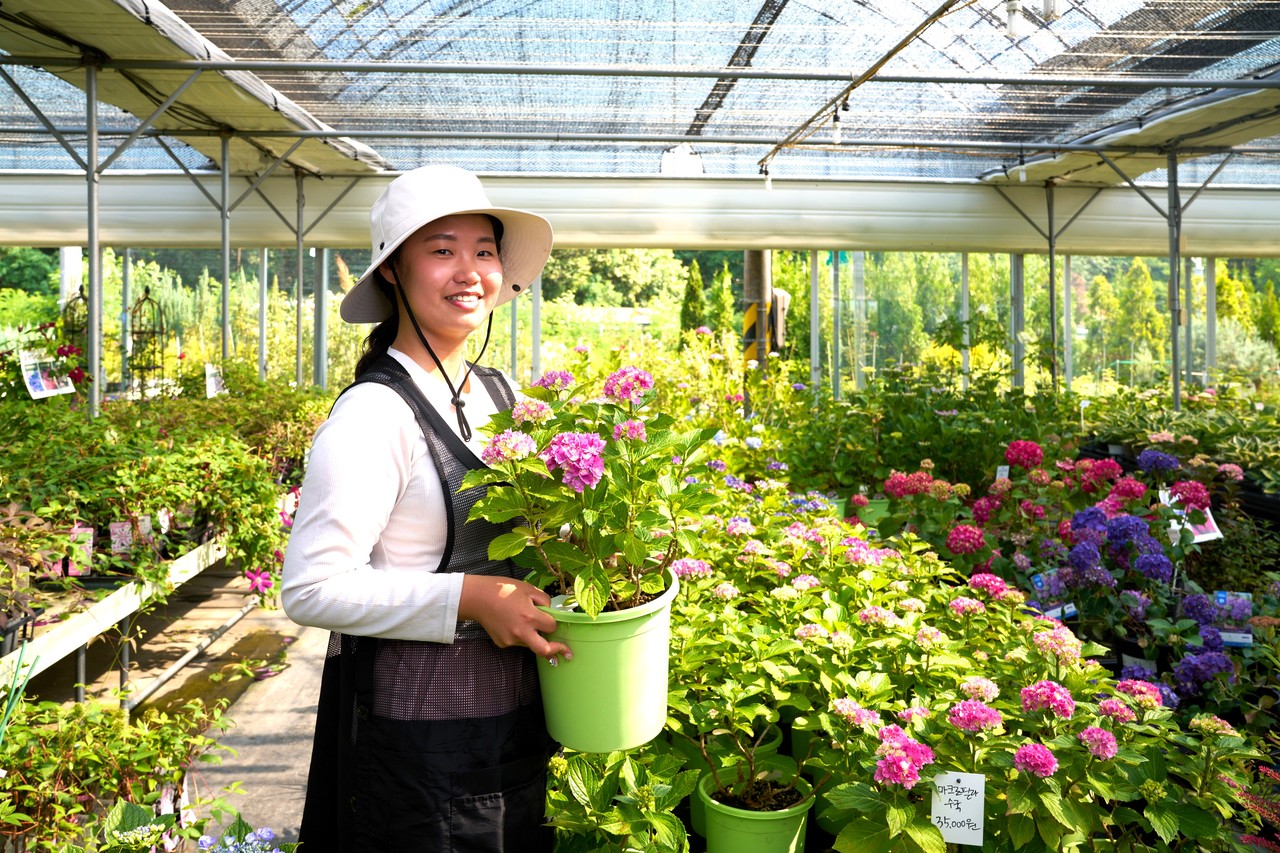 경기 평택시 진위면에서 수국을 재배하는 ‘정다운 묘목농원’ 이혜인 대표가 탐스럽게 핀 수국을 보여주고 있다.