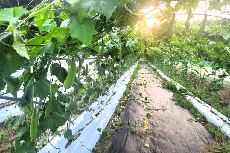 생분해 유인망을 사용한 수세미밭. 사진=삼삼은구
