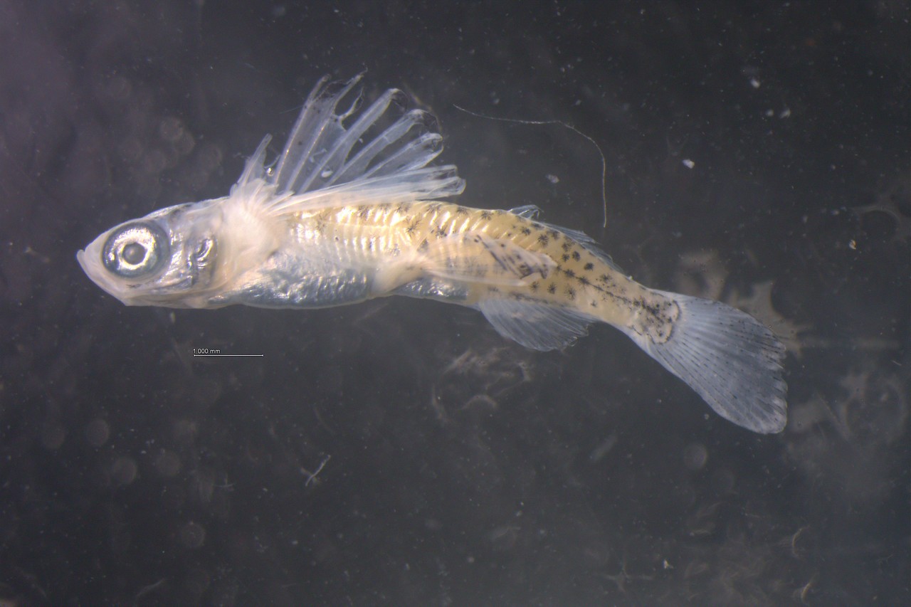 기후변화로 올해 우리나라 배타적경제수역에서 발견된 아열대 어종.