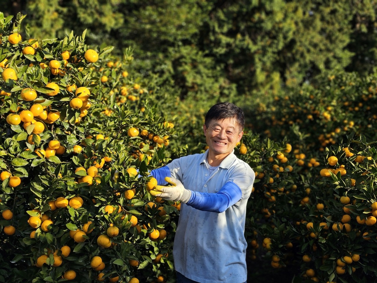 제주 서귀포시 남원읍 일대에서 감귤을 재배하는 고성봉 농가가 ‘기능성 사포닌·바나듐 감귤’을 생산해 관심을 모으고 있다.