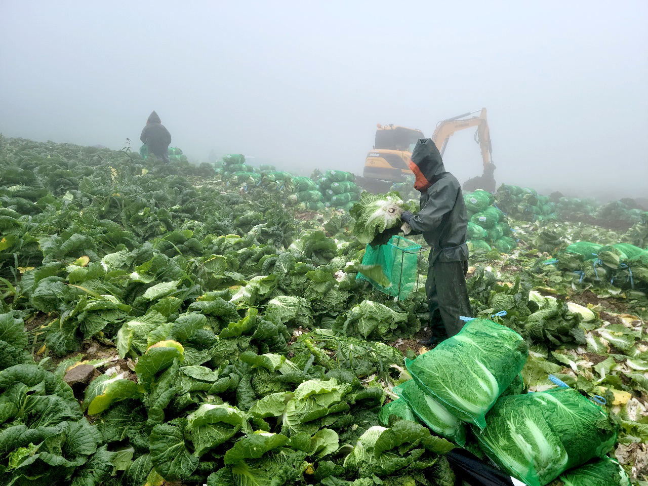 강원 태백 매봉산 일대에서 여름철 고랭지배추 수확 작업을 하고 있는 외국인 근로자(전문작업단) 모습. 고랭지배추 수확은 고지대에 위치하고 상당한 작업 숙련도가 요구돼, 이들처럼 주산지 일대를 돌며 작업을 도맡는 전문작업단의 의존도가 크다.