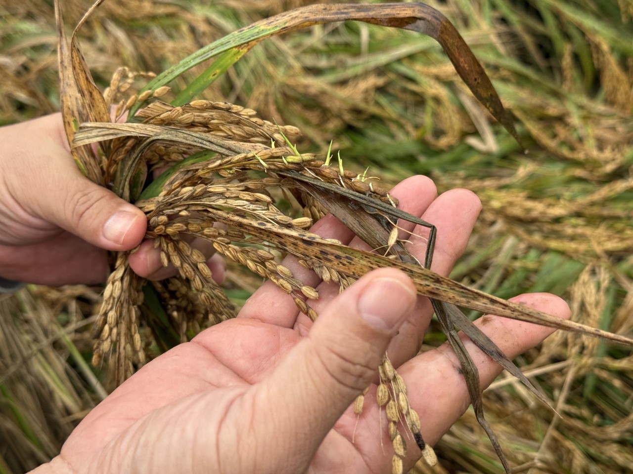 벼 깨씨무늬병 병해 피해 모습. 사진=농림축산식품부