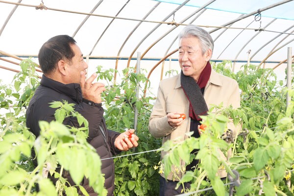 강호동 농협중앙회장이 충남 논산 토마토 하우스에서 토마토 생육동향을 점검하고 있다.
