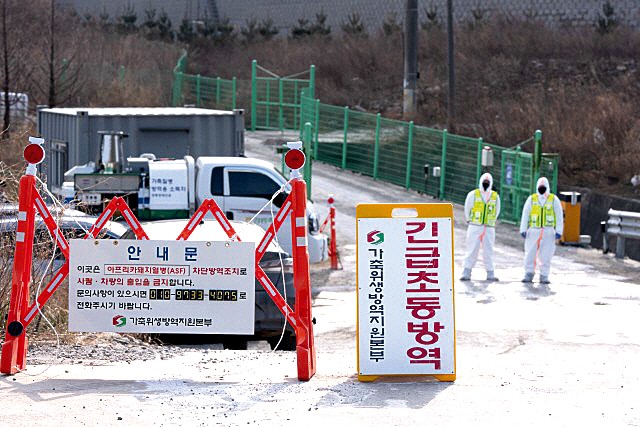 ASF가 경기 안성과 포천에 이어 전남 영광 등 전국 각지에서 잇따라 발생해 방역 당국이 '전국 이동중지 명령'을 내렸다. 사진=한국농어민신문 DB