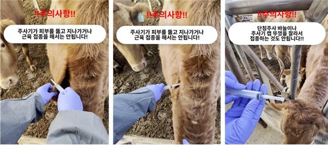 잘못된 럼피스킨 백신 주사 방법. 자료=한우자조금관리위원회.