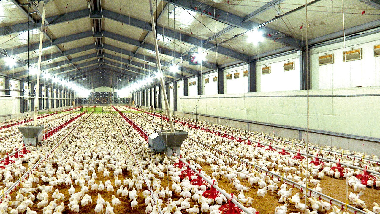 고병원성 조류인플루엔자(AI) 발생으로 육용종계 약 30만 마리가 살처분 되면서, 여름철 성수기 닭고기 수급에 차질이 우려되고 있다. 사진=축산과학원