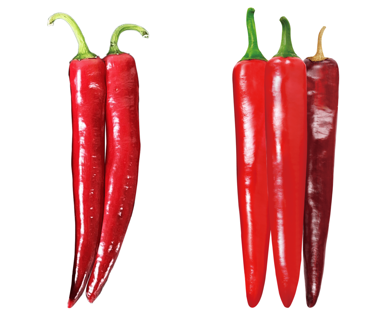 아시아종묘의 칼탄부라보(왼쪽)와 칼탄열풍.