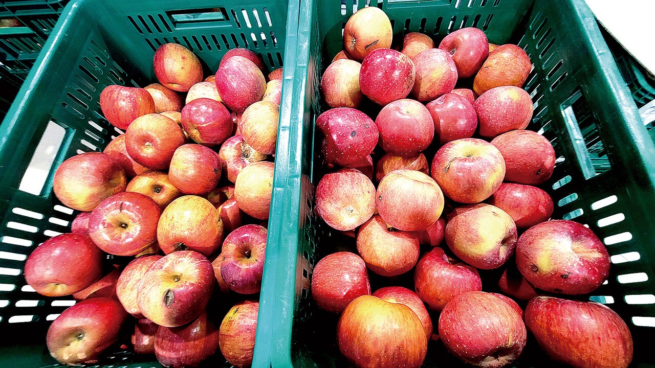 가락시장 중앙청과 경매장에 플라스틱 박스 형태로 반입된 못난이사과. 중앙청과는 앞으로 못난이사과 유통을 확대할 방침이다.