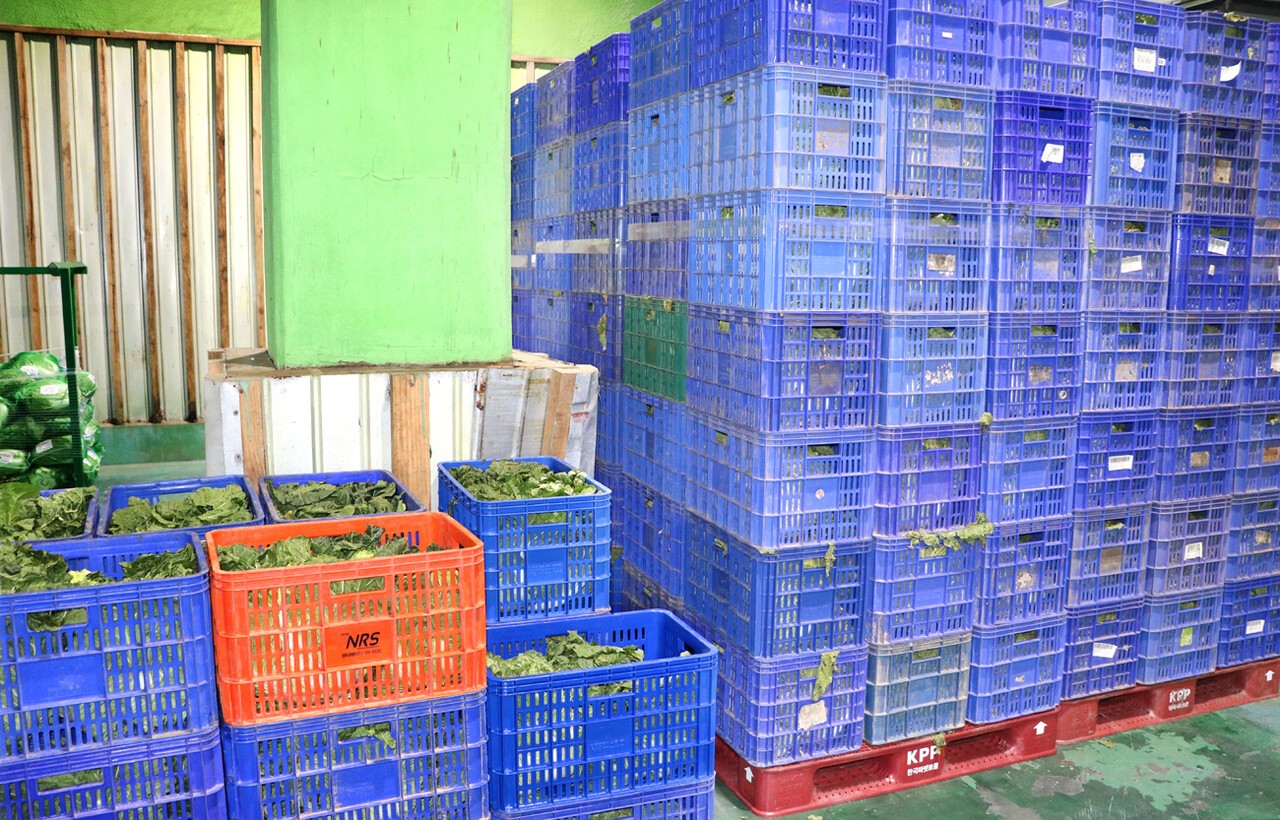 지난해 aT 이천비축기지에 저장돼 있는 정부 수매 봄배추 모습. 정부는 올해도 수급 불안에 대비하기 위해 봄배추 수매를 추진하고 있다.