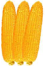 이상기후에도 안정적 작황 유지···4월 추천 품종은 - 뉴스 썸네일 이미지