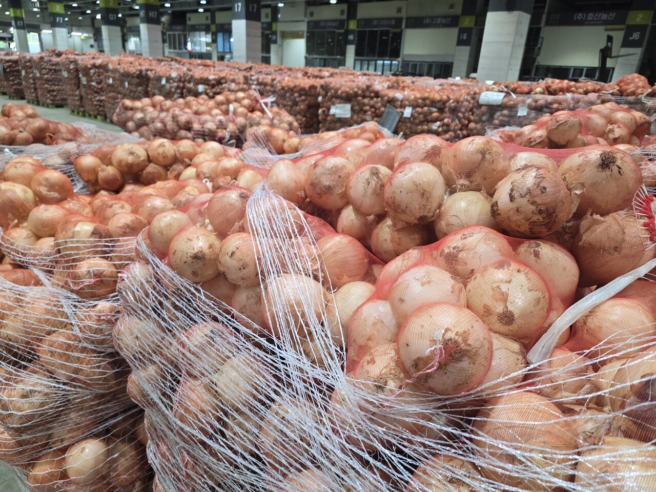 가락시장에 출하된 중국산 양파의 모습. 뒤쪽으로 경매를 기다리는 국산 양파들이 늘어서 있다.