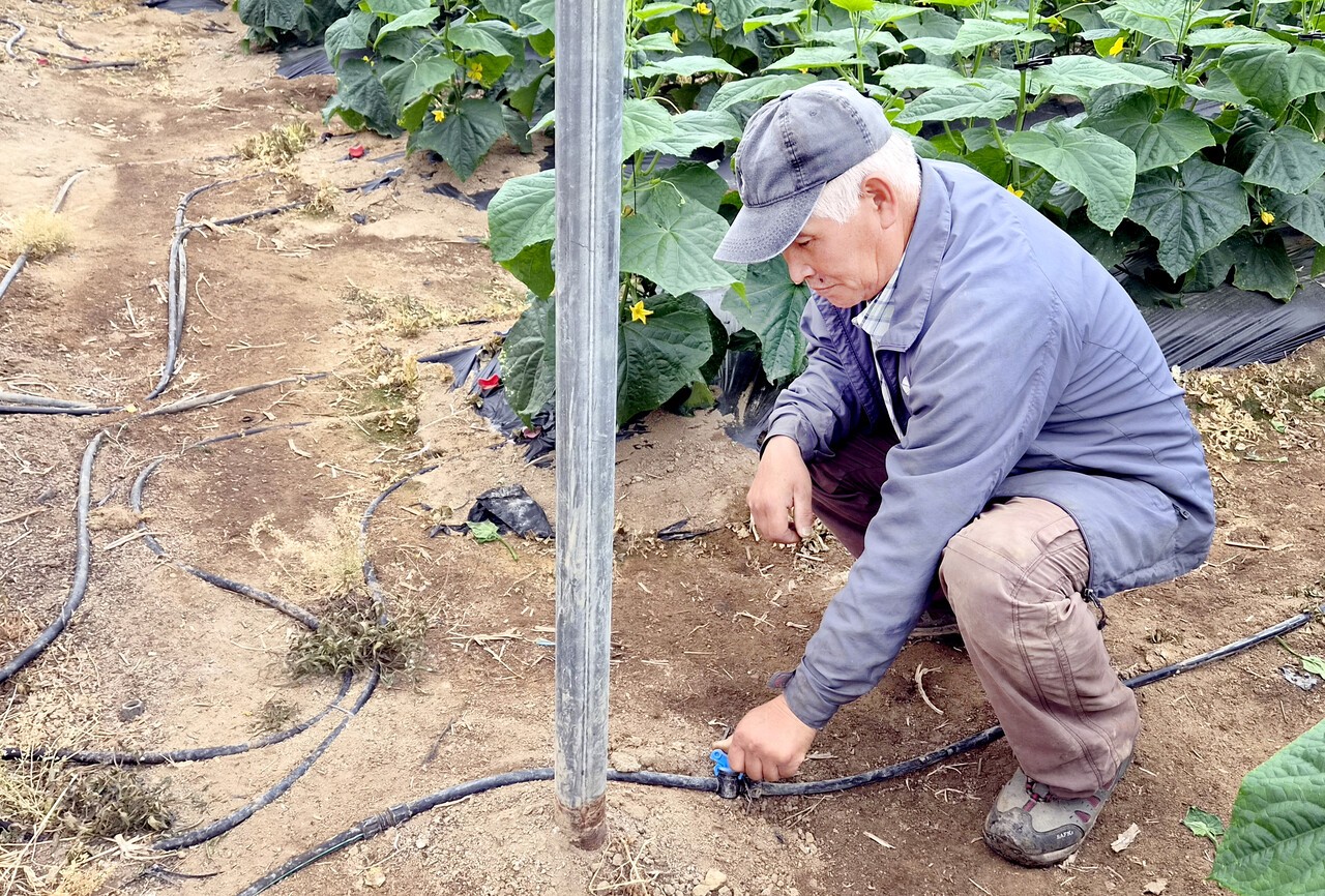 정서웅 씨가 자신의 오이 농장에서 관주 시설을 살펴보고 있다.&nbsp;