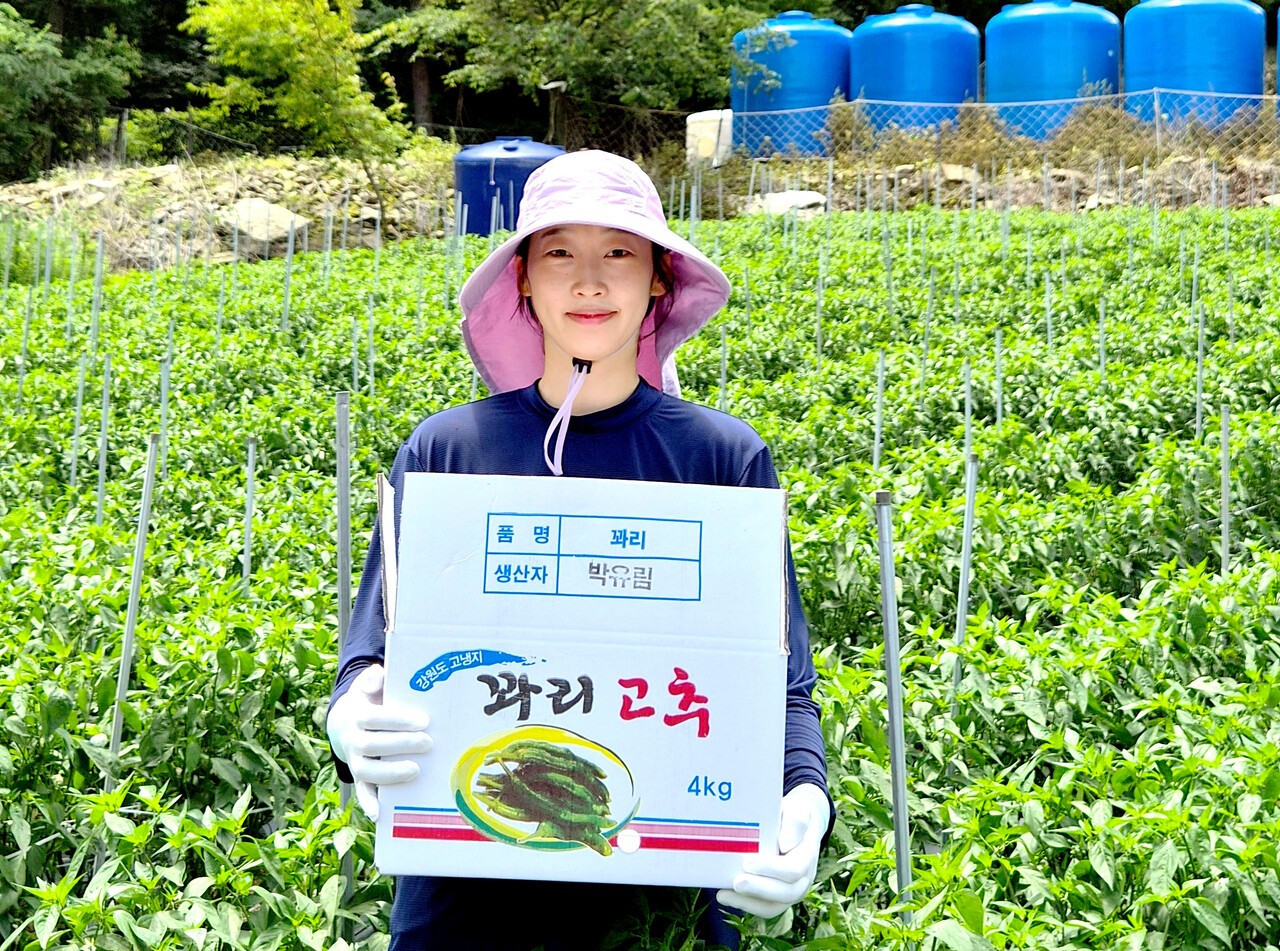 평창군에서 꽈리고추 농사를 짓는 청년농업인 박유림 씨. 동화청과의 청년농 교육 수료생들이 교육 내용을 실제 출하에 활용한 사례가 나타나고 있다.