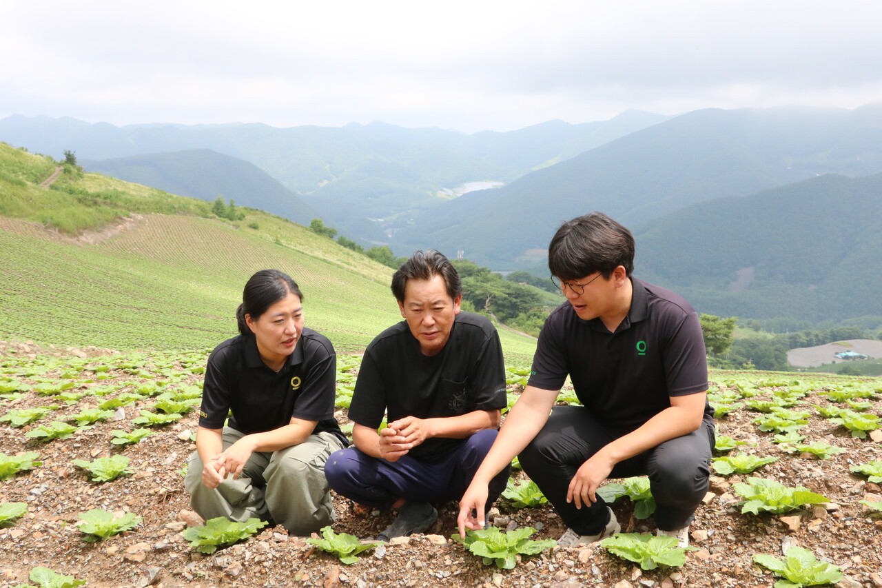 강원 정선군 신동읍 방제2리 이상준 회장(사진 가운데)의 배추 밭에서 남윤정 경농 PM(사진 왼쪽)과 경농 강원지점 윤기옥 소장이 배추 상태를 살펴보며 대화를 나누고 있다.