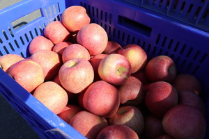 후지 수매가의 '반토막 수준'···엔비사과 농가 불만 폭발 - 뉴스 썸네일 이미지