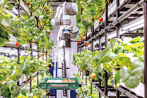 [스마트 혁신기술, 농업을 바꾼다] AI 통해 익은 것만 골라 따는 '수확 ... - 뉴스 썸네일 이미지